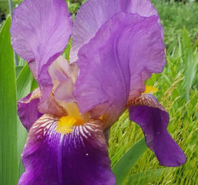 Kosatec německý 'South Pacific' - Iris barbata-elatior 'South Pacific'