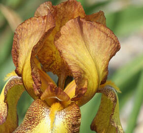 Kosatec německý 'Fire Cracker' - Iris barbata-elatior 'Fire Cracker'