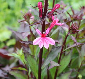 Lobelka 'Fanship Deep Rose' - Lobelia speciosa 'Fanship Deep Rose'