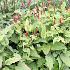 Rdesno objímavé 'Red Baron' - Bistorta amplexicaulis 'Red Baron'