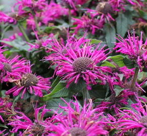 Zavinutka 'Sugar Buzz Grape Gumball' - Monarda 'Sugar Buzz Grape Gumball'