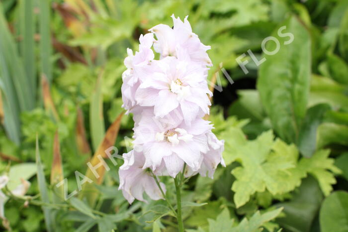 Ostrožka Magic Fountain 'Cherry Blossom' - Delphinium Magic Fountain 'Cherry Blossom'