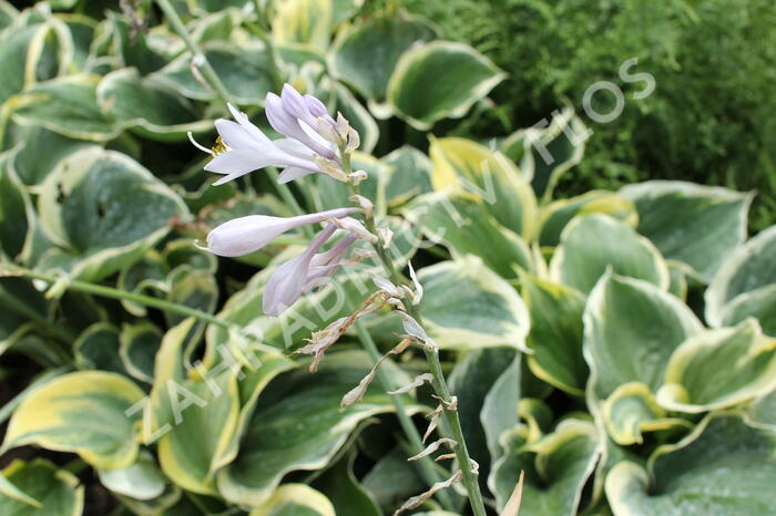 Bohyška 'Liberty' - Hosta 'Liberty'