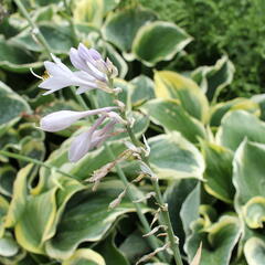 Bohyška 'Liberty' - Hosta 'Liberty'