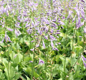 Bohyška 'Stirfry' - Hosta 'Stirfry'