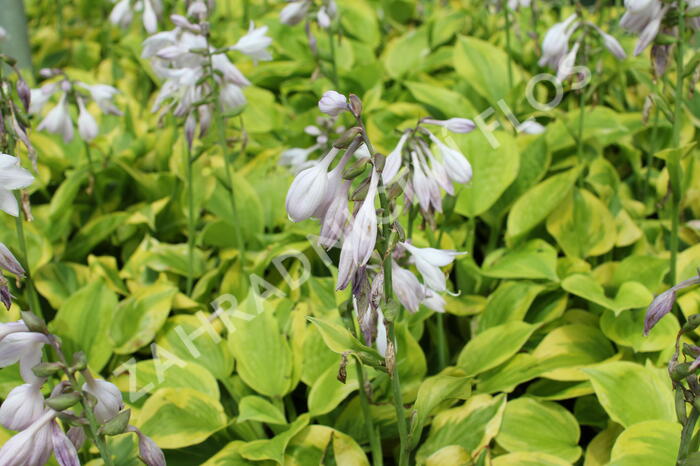 Bohyška 'Tom Schmid' - Hosta 'Tom Schmid'