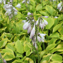 Bohyška 'Tom Schmid' - Hosta 'Tom Schmid'