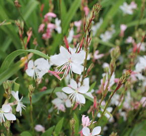 Svíčkovec 'Graceful White' - Gaura lindheimeri 'Graceful White'