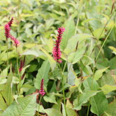 Rdesno 'Speciosa' - Bistorta amplexicaulis 'Speciosa'