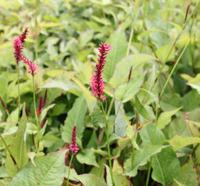 Rdesno objímavé 'Speciosa' - Bistorta amplexicaulis 'Speciosa'