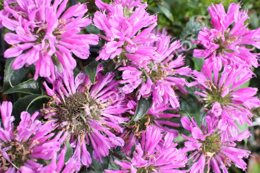 Zavinutka podvojná 'Petite Delight' - Monarda didyma 'Petite Delight'