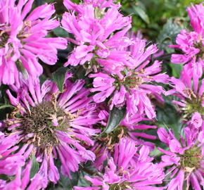 Zavinutka podvojná 'Petite Delight' - Monarda didyma 'Petite Delight'