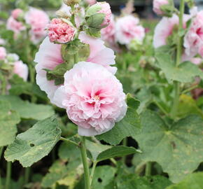 Topolovka růžová 'Chater's Rose' - Alcea rosea plena 'Chater's Rose'