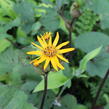 Popelivka zoubkovaná 'Dark Beauty' - Ligularia dentata 'Dark Beauty'