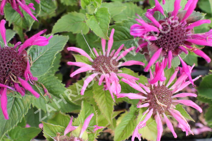 Zavinutka podvojná 'Melua Pink' - Monarda didyma 'Melua Pink'