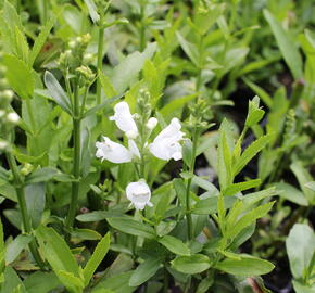 Včelník virginský 'Miss Manners' - Physostegia virginiana 'Miss Manners'