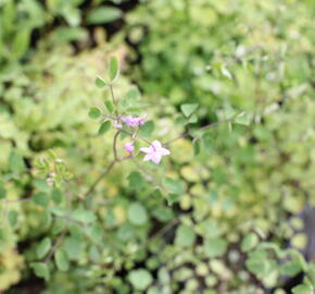 Žluťucha 'Splendide' - Thalictrum delavayi 'Splendide'