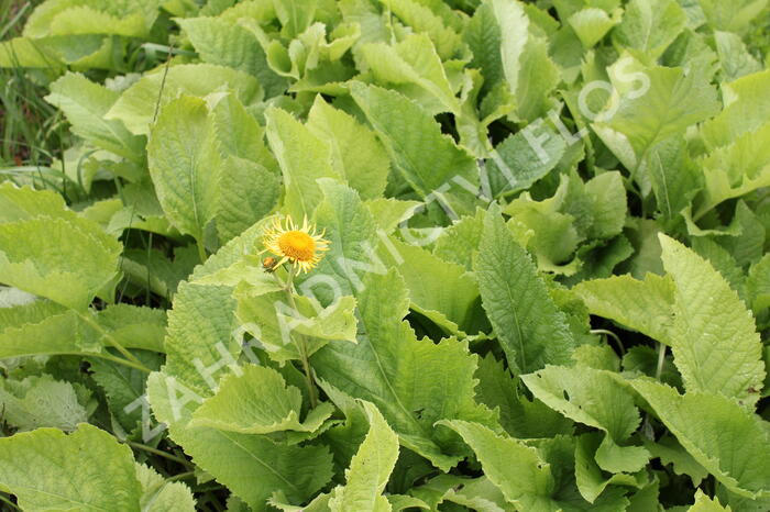 Oman pravý - Inula helenium