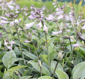 Bohyška 'Halcyon' - Hosta tardiana 'Halcyon'