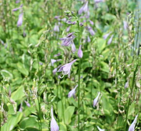 Bohyška 'Shade Fanfare' - Hosta 'Shade Fanfare'