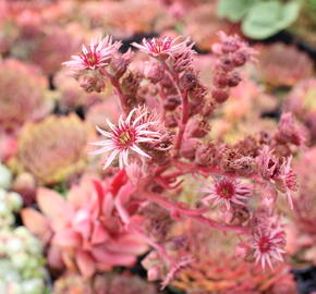 Netřesk 'Ockerwurz' - Sempervivum 'Ockerwurz'