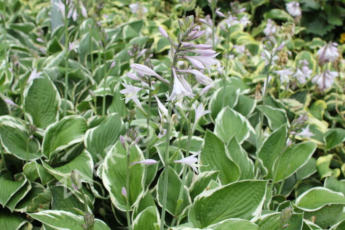 Bohyška 'Fragrant Dream' - Hosta 'Fragrant Dream'