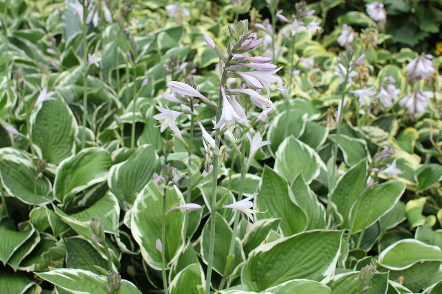 Bohyška 'Fragrant Dream' - Hosta 'Fragrant Dream'