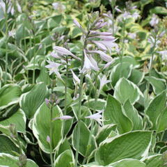 Bohyška 'Fragrant Dream' - Hosta 'Fragrant Dream'