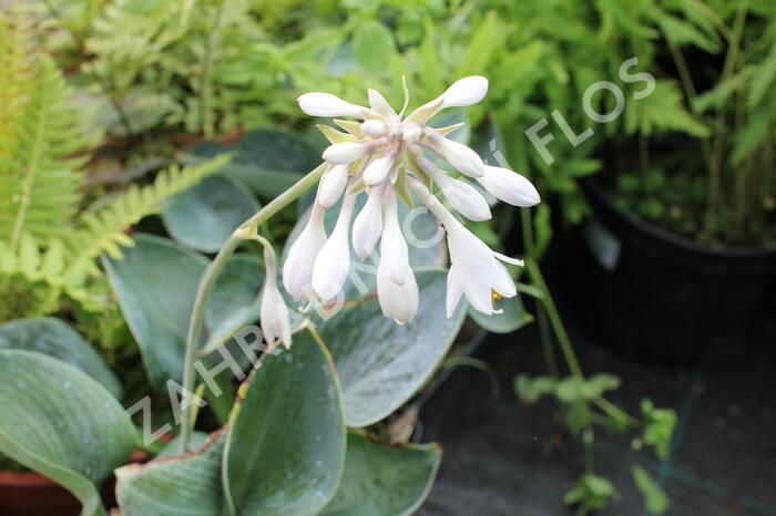 Bohyška 'Big Daddy' - Hosta sieboldiana 'Big Daddy'