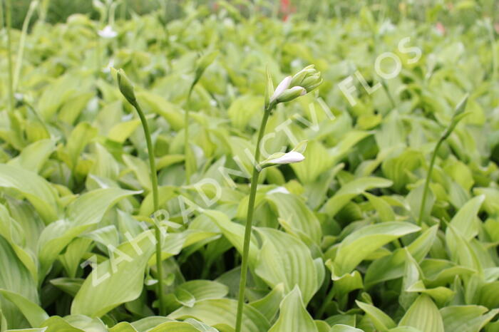 Bohyška 'Royal Standard' - Hosta 'Royal Standard'