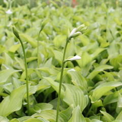 Bohyška 'Royal Standard' - Hosta 'Royal Standard'