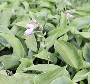 Bohyška - Hosta sieboldiana