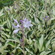 Bohyška 'Paul Revere' - Hosta 'Paul Revere'