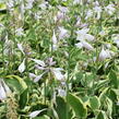 Bohyška 'Anne' - Hosta 'Anne'