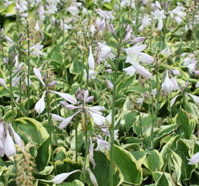 Bohyška 'Anne' - Hosta 'Anne'