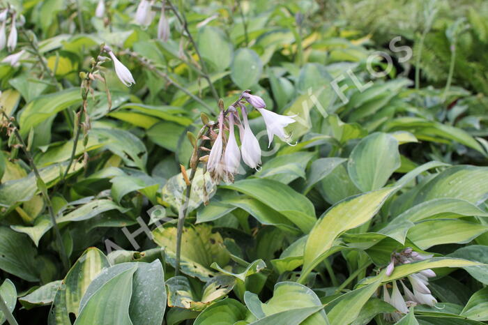 Bohyška 'Paul's Glory' - Hosta 'Paul's Glory'