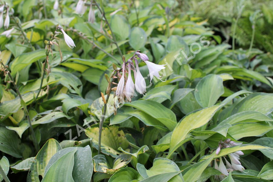 Bohyška 'Paul's Glory' - Hosta 'Paul's Glory'