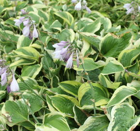 Bohyška 'Mama Mia' - Hosta 'Mama Mia'