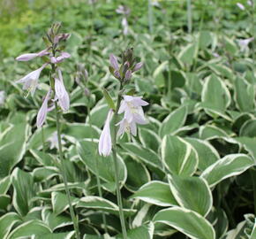 Bohyška 'Paradise Expectations' - Hosta 'Paradise Expectations'