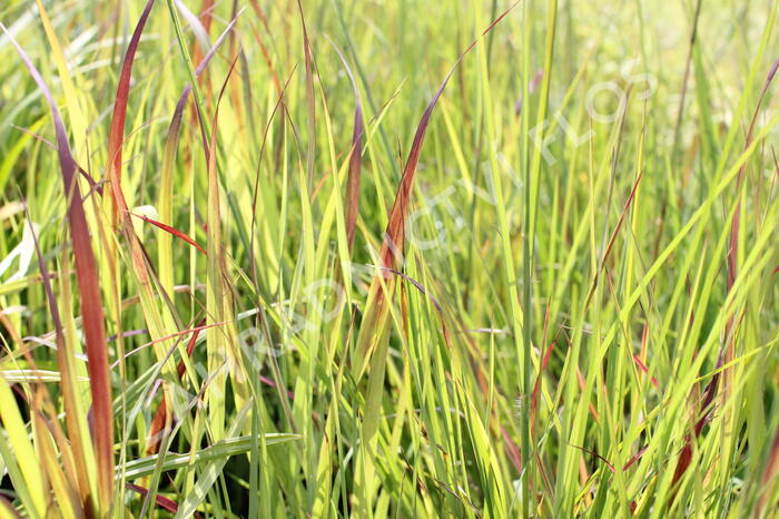 Proso prutnaté 'Sangria' - Panicum virgatum 'Sangria'