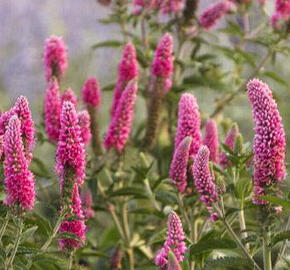 Rozrazil dlouholistý 'First Love' - Veronica longifolia 'First Love'