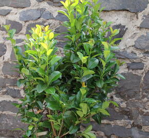 Bobkovišeň lékařská 'Ani' - Prunus laurocerasus 'Ani'