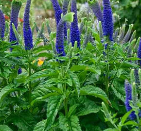 Rozrazil 'Sunny Border Blue' - Veronica hybrida 'Sunny Border Blue'