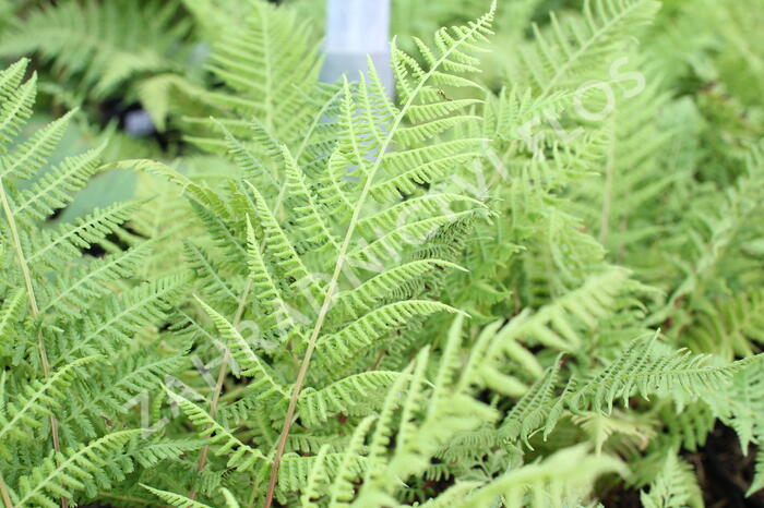 Papratka samičí 'Vernoniae' - Athyrium filix-femina 'Vernoniae'