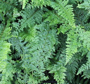 Kapradina štětinonosná 'Herrenhausen' - Polystichum setiferum 'Herrenhausen'