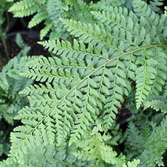 Kapradina štětinonosná 'Dahlem' - Polystichum setiferum 'Dahlem'