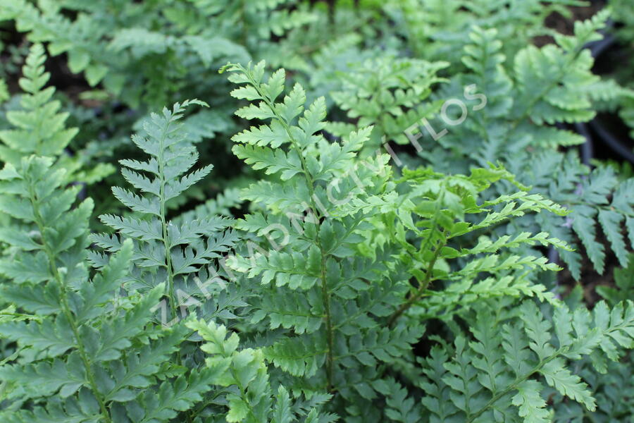 Kapradina Braunova - Polystichum braunii