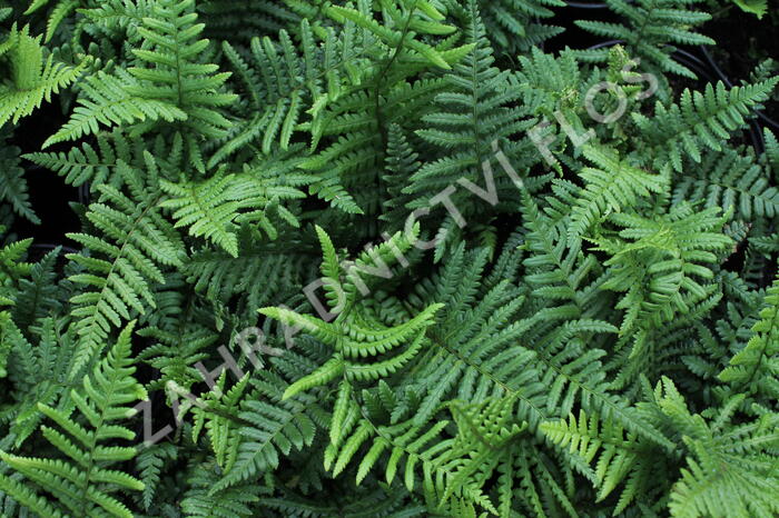 Kapraď rezavá - Dryopteris affinis