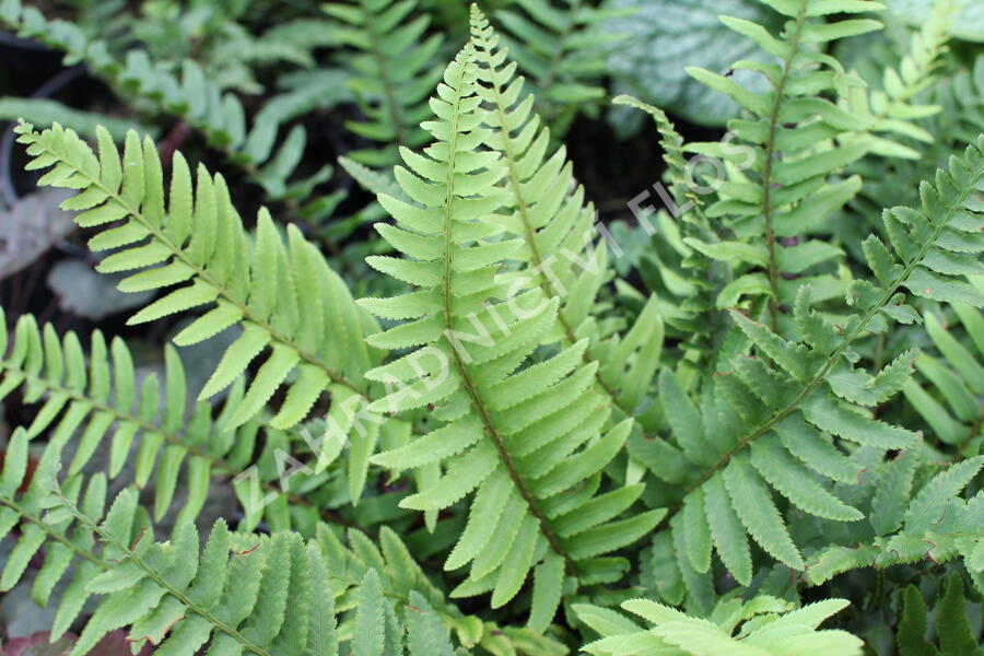 Kapradina - Polystichum munitum