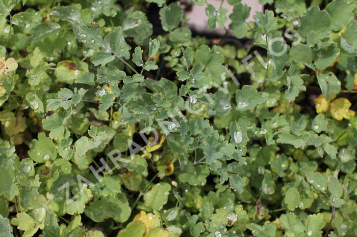 Žluťucha žlutá - Thalictrum flavum ssp. glaucum